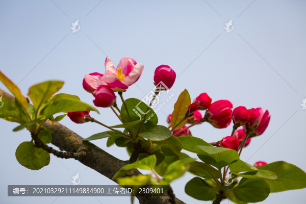 海棠花