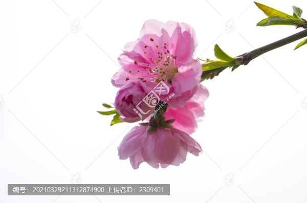 桃花