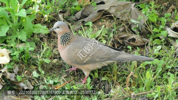 斑鳩