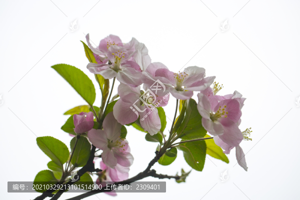 鮮花