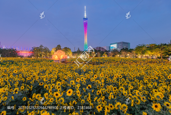 廣州宏城公園向日葵花海
