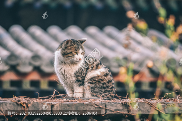 貓咪