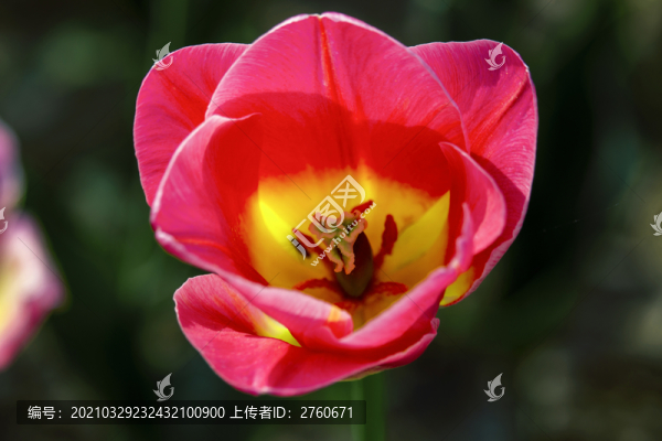 郁金香花朵