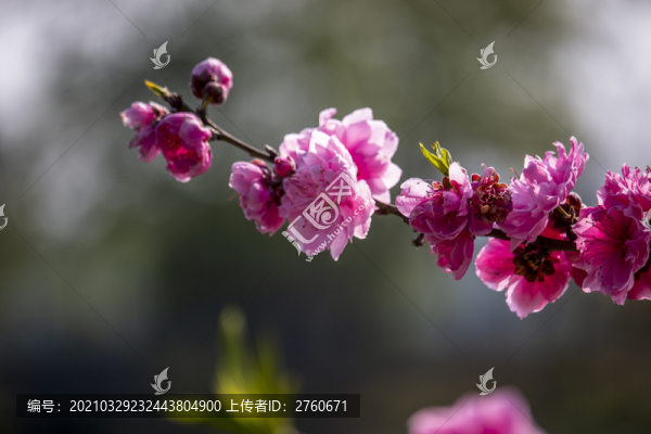 多彩桃花