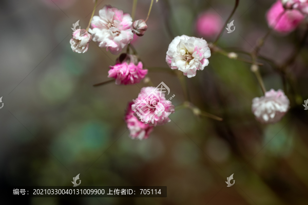 滿天星花