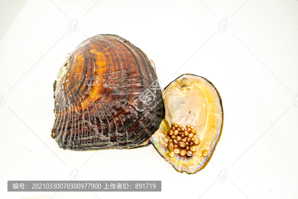 珍珠蚌