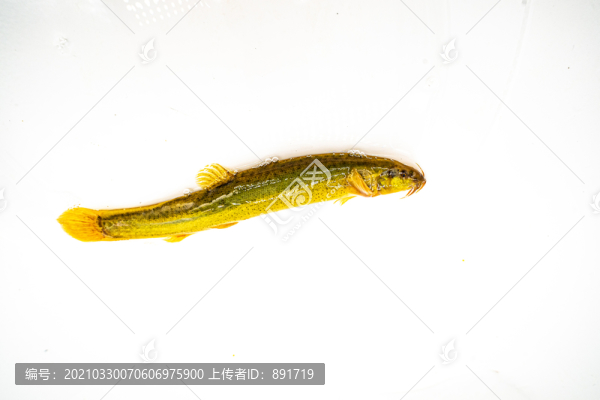 泥鰍