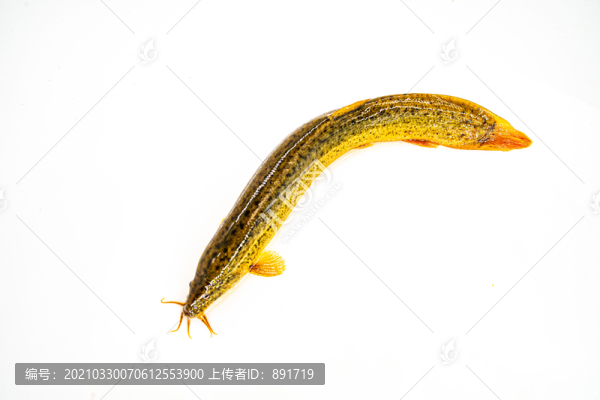 泥鰍