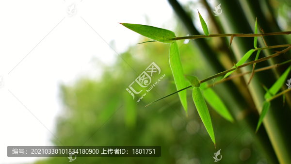 小竹葉