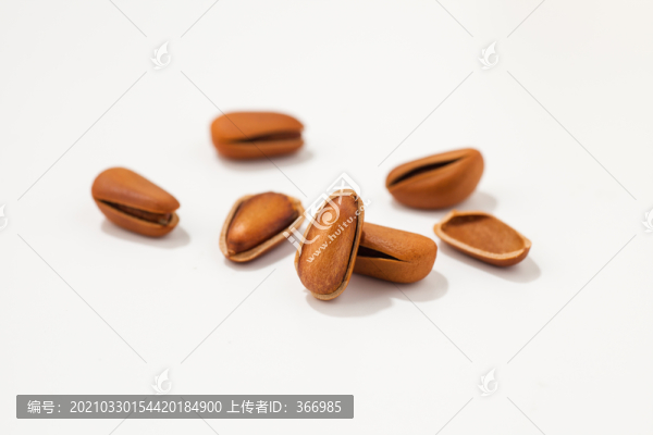開口松子