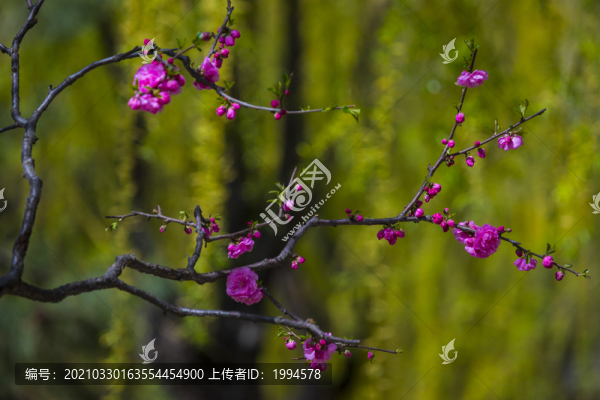 桃花