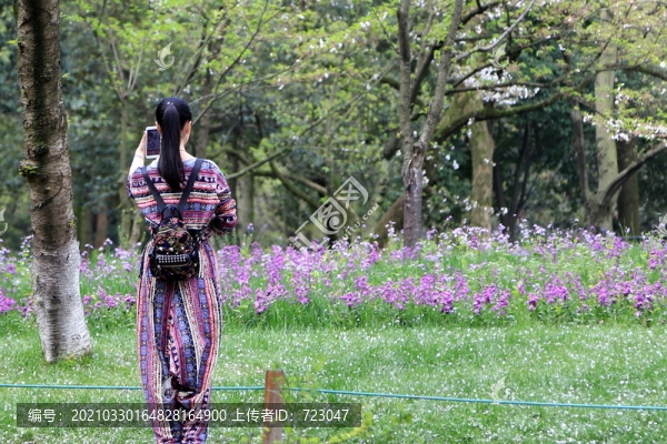 杭州太子灣櫻花