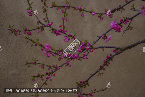 春