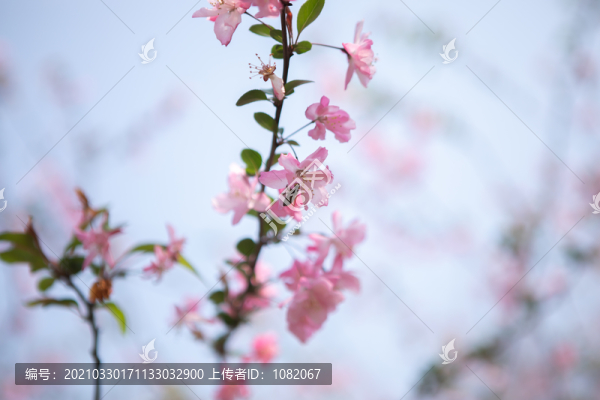 海棠
