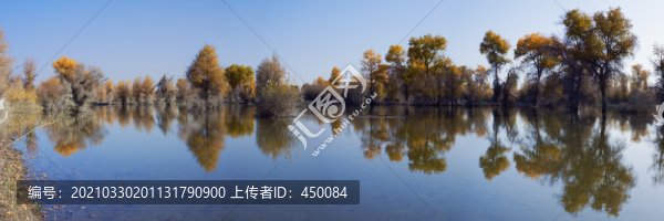 胡楊林
