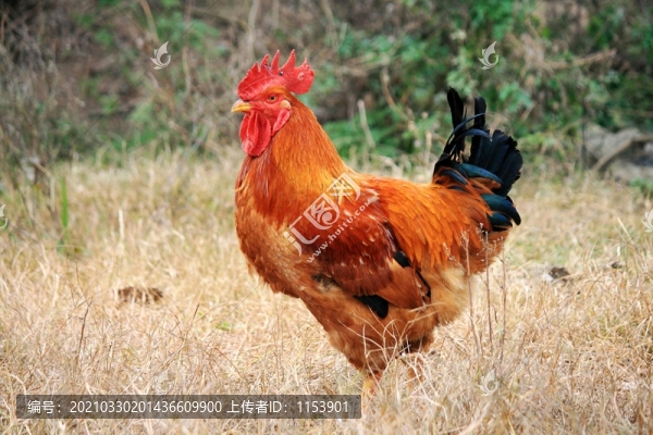 紅公雞