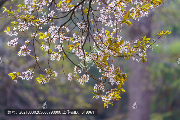 春天李子花背景