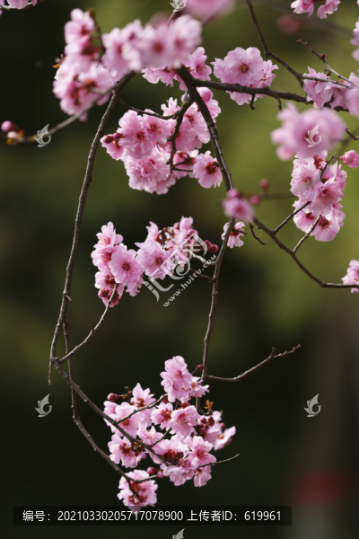 梅花樹枝