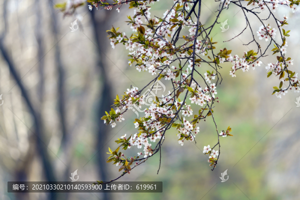春天李子花背景