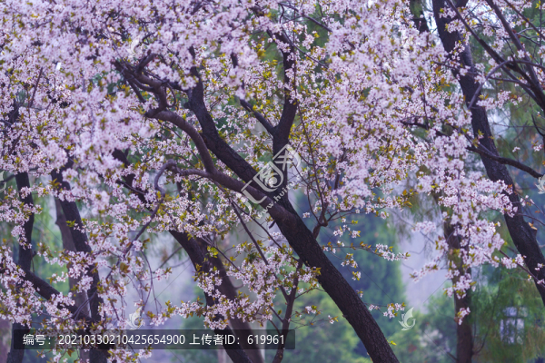 春天唯美李子花