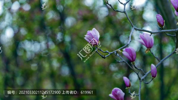 玉蘭花
