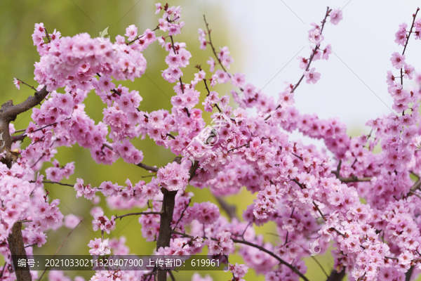梅花背景