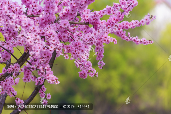 梅花