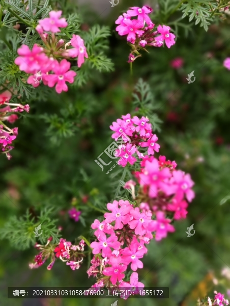 花草
