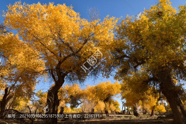 內(nèi)蒙古額濟(jì)納旗二道橋胡楊林風(fēng)光