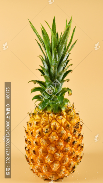 金菠蘿