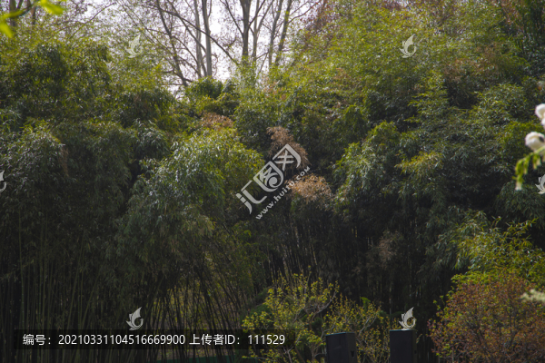 竹林
