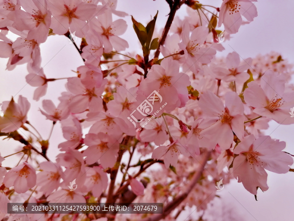 櫻花