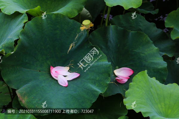 西湖荷花