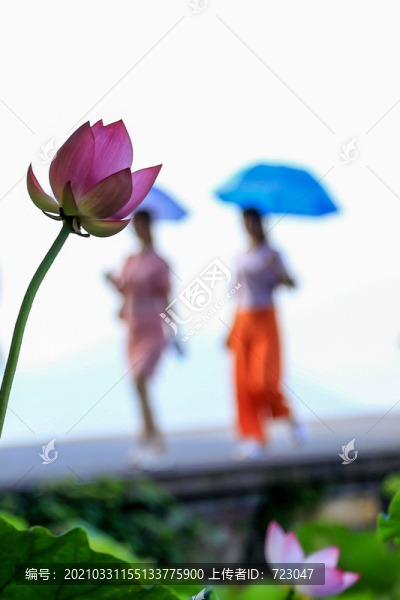 西湖荷花