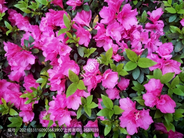 杜鵑花
