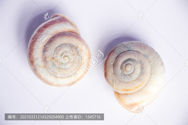 蝸牛貝殼外殼