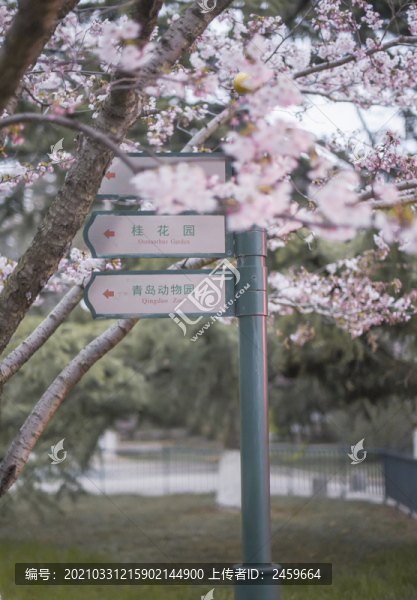 青島中山公園櫻花