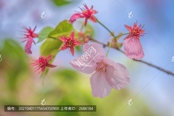 玉淵潭公園櫻花