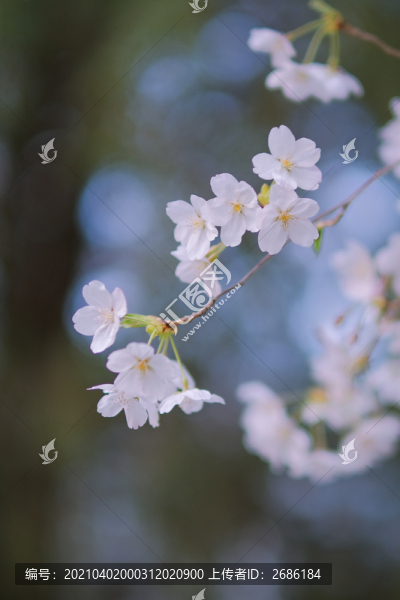 玉淵潭公園櫻花