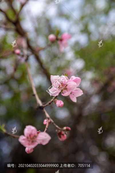 桃花