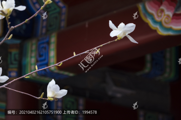玉蘭