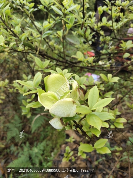 油茶樹枝葉