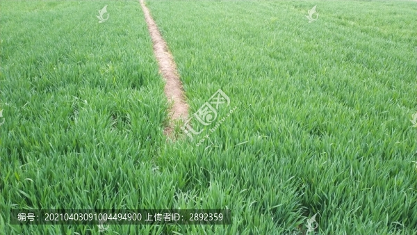 麥田