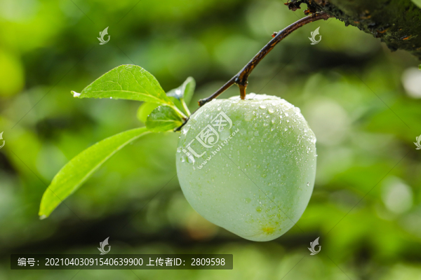 青奈李