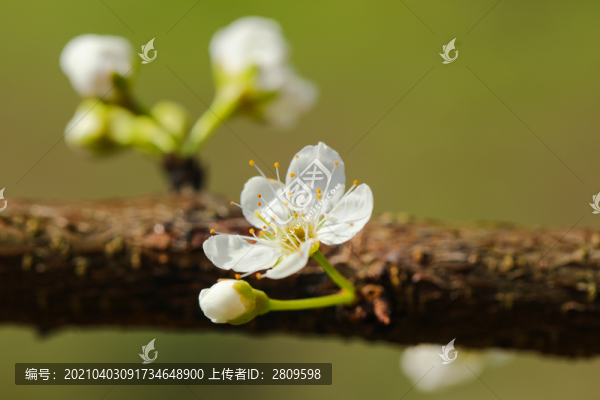 黃金奈李花