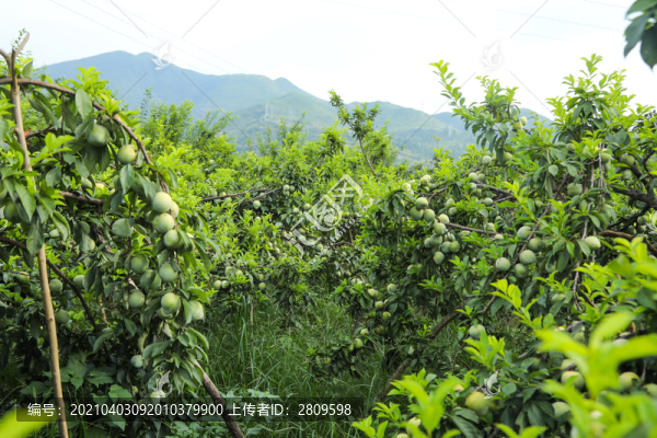 奈李
