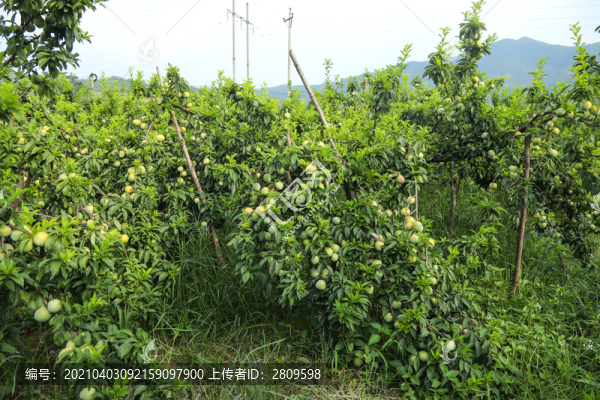 奈李