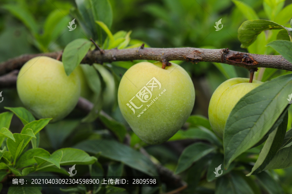 奈李