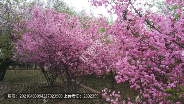 繁花似錦海棠