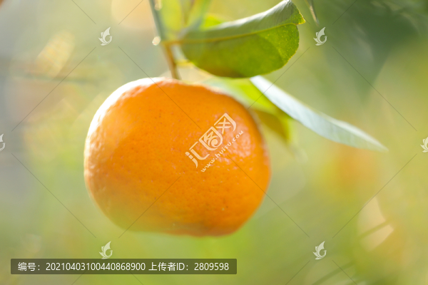 椪柑
